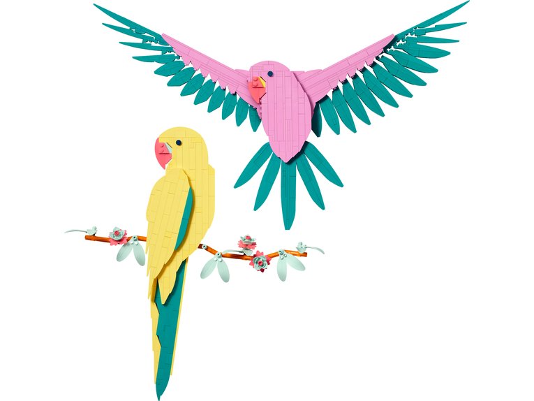 Macaw Parrots